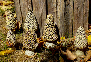 Morilles by Nhel