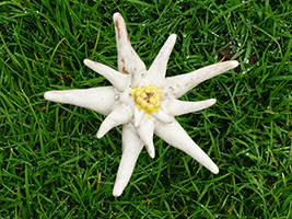 Crosses de Foug&egrave;res - Nhel