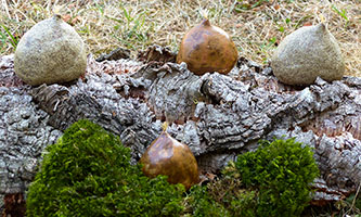 Chata&icirc;gnes by Nhel