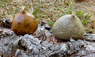 Chata&icirc;gnes by Nhel