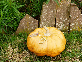 Citrouille et limace- Nhel