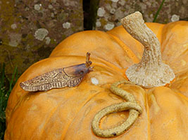 Citrouille et limace- Nhel