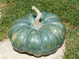 Citrouille Bleue de Hongrie - Nhel