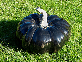 Citrouille Noire - Nhel