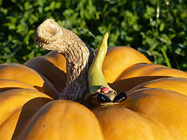 Citrouille et Lutin - Nhel