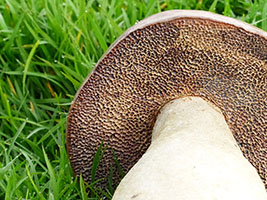 C&egrave;pe (d&eacute;tail) - Nhel