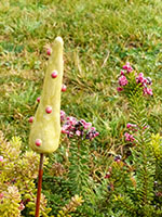 Sucre d'Orge Botanique - Nhel