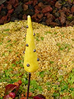 Sucre d'Orge Botanique - Nhel