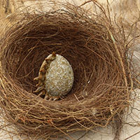 &OElig;uf sign&eacute; Nhel