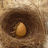 &OElig;uf sign&eacute; Nhel