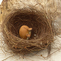 &OElig;uf sign&eacute; Nhel