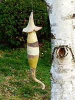 Champinair sign&eacute; Nhel