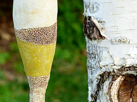 Champinair sign&eacute; Nhel