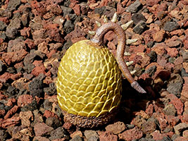 &OElig;uf de Dragon - Nhel