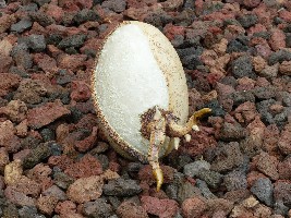 &OElig;uf de Dragon - Nhel