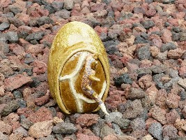 &OElig;uf de Dragon - Nhel