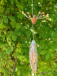 Ak&egrave;ne de Pissenlit - Nhel