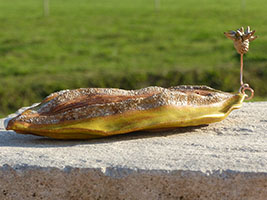 Graine germ&eacute;e by Nhel