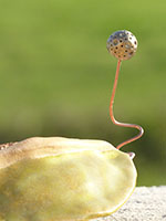 Graine germ&eacute;e by Nhel