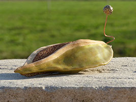 Graine germ&eacute;e by Nhel