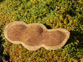 Graine germ&eacute;e by Nhel