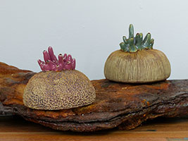 Capsules Oc&eacute;aniques - Nhel