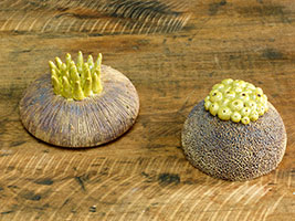 Capsules des Jardins - Nhel