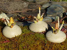  Bouquets de Bourgeons - Nhel