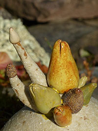  Bouquet de Bourgeons - Nhel