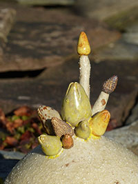  Bouquet de Bourgeons - Nhel