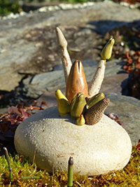 Bouquet de Bourgeons - Nhel