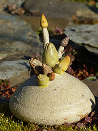 Bouquet de Bourgeons - Nhel