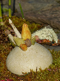Bouquet de Bourgeons - Nhel