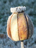 Capsule de Pavot - Nhel