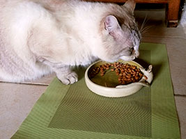 Croquettes ou souris ? - Nhel