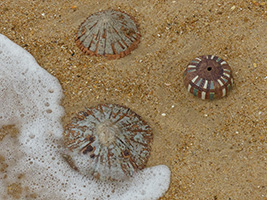 Patelles et Oursin by Nhel