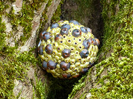 Ast&eacute;ro&iuml;de by Nhel