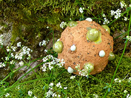 Ast&eacute;ro&iuml;de by Nhel