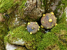 Ast&eacute;ro&iuml;des by Nhel