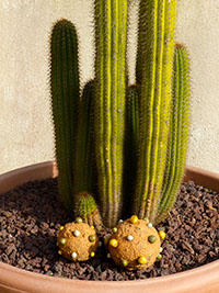 Ast&eacute;ro&iuml;des by Nhel