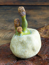 Caudexo&iuml;des Cristatus by Nhel