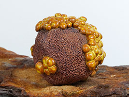 Pseudo Globozo&iuml;de by Nhel