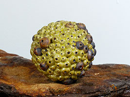 Globozo&iuml;de by Nhel