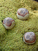 Ast&eacute;ro&iuml;des Lunaires by Nhel