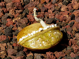 Disco Germinus by Nhel