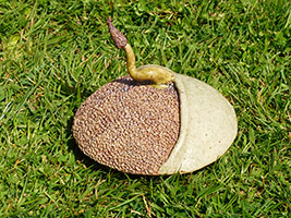 Disco Germinus by Nhel