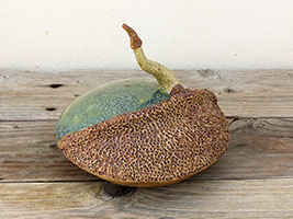 Disco Germinus by Nhel