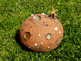 Plan&eacute;to&iuml;de by Nhel