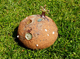 Plan&eacute;to&iuml;de by Nhel